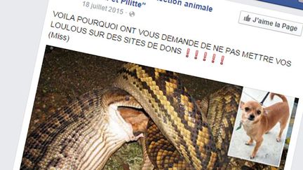 &nbsp; (La fausse étude sur les petits chiens mangés par des serpents © Capture d'écran Facebook)