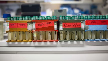 Des tubes &agrave; essai contenant des bact&eacute;ries pahtog&egrave;nes, dans un laboratoire de l'institut Pasteur, &agrave; Paris, le 18 novembre 2011. (  MAXPPP)