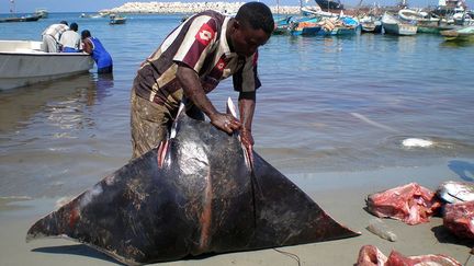 voudrait développer l’industrie de la pêche. Mais le pays n'est pas encore prêt à participer à des projets internationaux dont la logistique et les infrastructures seraient trop onéreuses. La Compagnie nationale somalienne des pêches doit résoudre les problèmes de stockage et de transport pour envisager dans le futur une exportation à grande échelle. (REUTERS/Abdiqani Hassan)