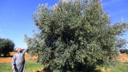 Arbre méditerranéen par excellence, l'olivier prospère sur le littoral libyen depuis des siècles, mais les champs d'oliviers en Libye datent, eux, de la colonisation italienne, plantés dans les années 30. (MAHMUD TURKIA / AFP)