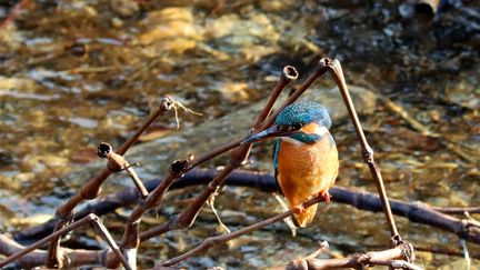 Un martin-pêcheur à Cagnes-sur-Mer, le 24 janvier 2024. (SYLVESTRE / MAXPPP)