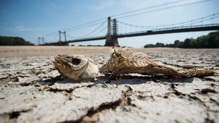 Le lit asséché de la Loire, le 24 juillet 2019 à Montjean-sur-Loire (Maine-et-Loire). (LOIC VENANCE / AFP)