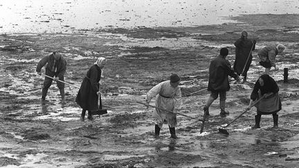 Le 15 avril 1967, des volontaires nettoient la plage de Port-Blanc, en Bretagne, souillée par le pétrole échappé du "Torrey Canyon" (STAFF / AFP)