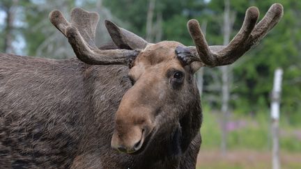 Un &eacute;lan dans un parc animalier de Kosta, en Su&egrave;de, le 14 juillet 2013. (MAXPPP)