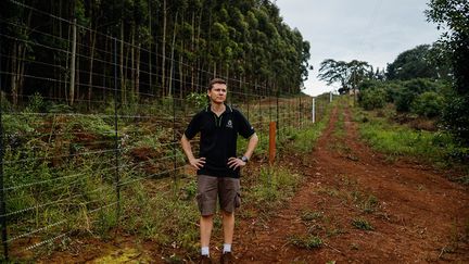 Grâce à ses 250 hectares de vergers, l'exploitation Allesbeste exporte 1 500 tonnes d'avocats. Ces deux dernières années, elle a été la cible d’une vingtaine de raids crapuleux. Après avoir fait ses comptes, le directeur Edrean Ernst prévoit 14 000 euros de pertes dues aux vols en 2020. A cette somme s’ajoute le coût de la sécurité qui permet de faire baisser les vols, avant qu’ils ne reprennent au bout de quelques mois. "C'est un jeu du chat et de la souris", déclare-t-il à l’AFP.&nbsp; &nbsp; &nbsp; (GUILLEM SARTORIO / AFP)