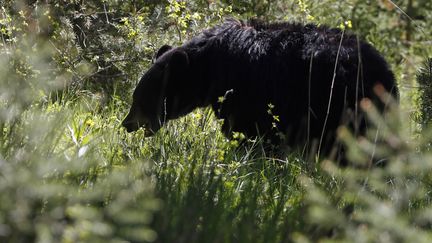 Un ours noir dans le parc national de Yellowstone, dans le Wyoming (Etats-Unis), état voisin du Colorado, le 18 juin 2013. (JIM URQUHART / REUTERS)