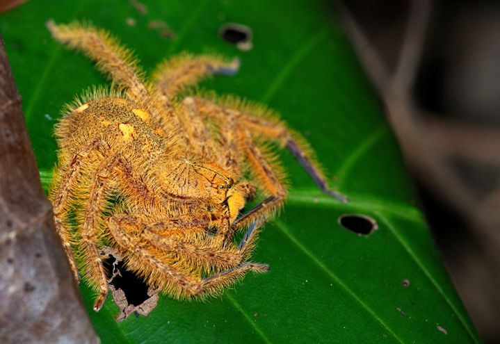 Une&nbsp;"heteropoda davidbowie" à Singapour, dont la photo a été mise en ligne par un anonyme. (SESHADRI K. S. / CREATIVE COMMONS /  WIKICOMMONS)