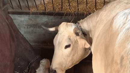 Salon de l’Agriculture : Mimosa, vache mirandaise, se prépare pour l’événement (France 3)