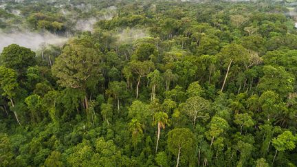 Une vue de la&nbsp;forêt amazonienne du Brésil, en novembre 2021. (EYEPRESS NEWS VIA AFP)