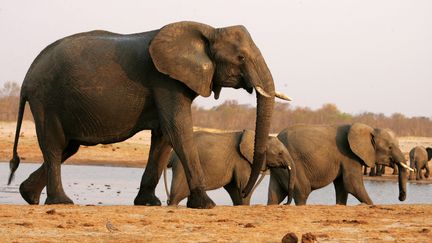 Des &eacute;l&eacute;phants se prom&egrave;nent dans le parc national de Hwange, au Zimbabwe, en septembre 2012. (JEKESAI NJIKIZANA / AFP)