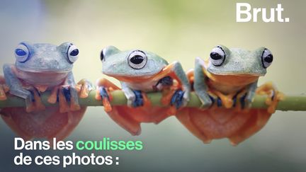 Des grenouilles empilées qui dansent ou qui prennent des positions étranges... Des animaux seraient maltraités afin d'obtenir ces photos insolites qui n'ont rien de naturel.