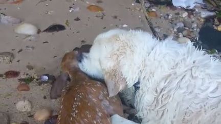 Une fois sorti de l'eau, le chien a tenté de réanimer le faon qui était sur le point de se noyer, à Long Island (New York), le 16 juillet 2017. (FACEBOOK)