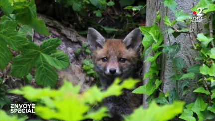 Des animaux dans la ville (ENVOYÉ SPÉCIAL  / FRANCE 2)