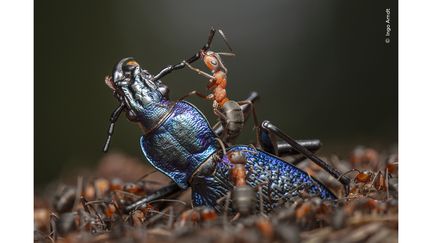 Un coléoptère bleu méthodiquement démembré par des fourmis rouges. Le photographe allemand Ingo Arndt a observé ces fourmis découper l'insecte déjà mort en morceaux suffisamment petits pour passer par l'entrée de leur fourmilière. La photo a été prise en Hesse, en Allemagne. (INGO ARNDT / WILDLIFE PHOTOGRAPHER OF THE YEAR 2024 / NHM)