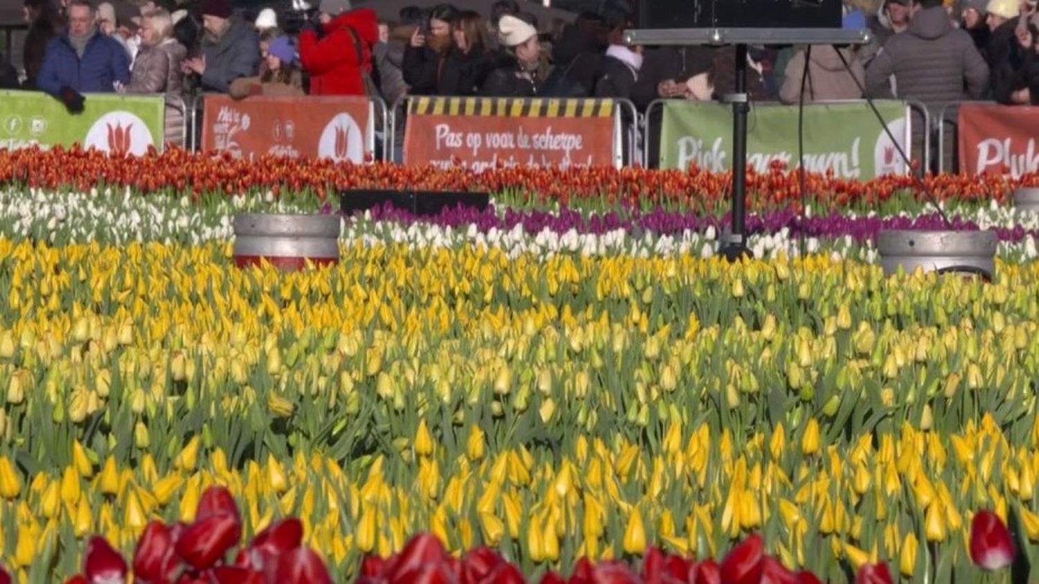 Een explosie van kleur ter ere van tulpen in Amsterdam