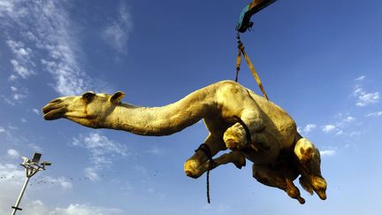 Un chameau r&eacute;cemment vendu est plac&eacute; sur un camion pr&egrave;s de Riyad&nbsp;(Arabie Saoudite), le 23 octobre 2012. (FAHAD SHADEED / REUTERS)