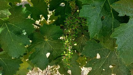 Des grêlons gros comme des balles de tennis sont tombés samedi 20 juin dans l'Aisne et la&nbsp;vallée de la Marne, faisant des dégâts dans les vignes de la Champagne.&nbsp; (GRÉGORY JULLIAN / RADIO FRANCE)