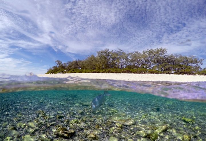 La Grande barrière de corail et l'île de Lady Elliot, en Australie, le 9 juin 2015.&nbsp; (DAVID GRAY / REUTERS)