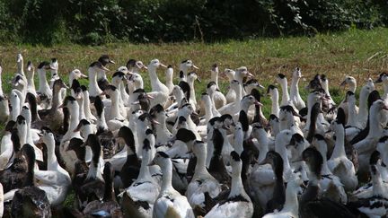 Des canards d'élevage dans une ferme à Manderen, en Moselle, le 24 août 2017. (Photo d'illustration) (MAXPPP)