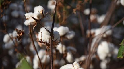 Les matières naturelles comme le lin ou le coton (ci-contre) permettent de produire des tissus écologiques.&nbsp; (NICOLAS REMENE / LE PICTORIUM / MAXPPP)