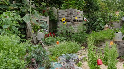 Mélange fleurs - légumes dans l'un des potagers du parc Terra Botanica, à Angers. (ISABELLE MORAND / RADIO FRANCE / FRANCE INFO)