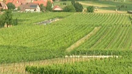 Vignes en Alsace (prétexte).