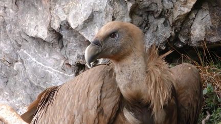 Biodiversité : la menace pèse sur les vautours dans les Pyrénées