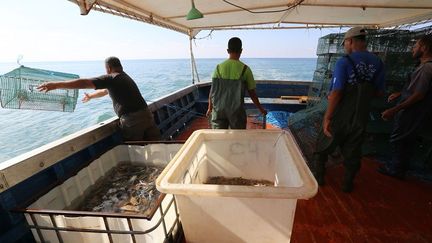 Désormais, le crabe bleu n’est plus une capture accidentelle. On le pêche avec des casiers. 1500 tonnes ont été sorties de l’eau depuis le début de l’année. Le kilo se vend autour de cinquante centimes d’euro, en partie subventionné par l’Etat. Les pêcheurs ont été formés à cette nouvelle pêche et alternent casiers et filets. La technique de pêche tout comme la valorisation du crabe viennent de Turquie où les stocks ont été décimé par la surpêche. (FATHI NASRI / AFP)