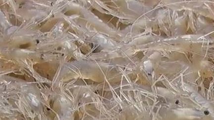 Découverte : la pêche de crevettes blanches en Gironde