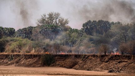 Certains villageois tenaillés par la faim allument parfois des feux pour éloigner les abeilles et ainsi prélever du miel sauvage. Une pratique formellement interdite dans le parc.&nbsp; &nbsp; (ABDULMONAM EASSA / AFP)