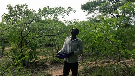 &nbsp; Alors, le jeune homme profite de son temps libre et des rares éclaircies, pour aller se promener dans la campagne, une petite bassine à la main.&nbsp; &nbsp; (JEKESAI NJIKIZANA / AFP)