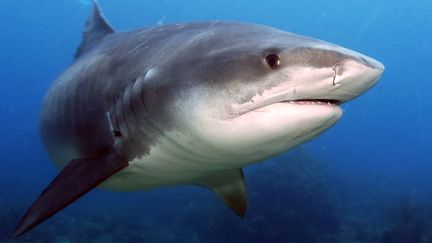 Un premier requin tigre a &eacute;t&eacute; captur&eacute; en vue d'analyses dans la nuit du mardi 14 au mercredi 15 ao&ucirc;t au large de Saint-Gilles La R&eacute;union. (ARMANDO F. JENIK / PHOTOGRAPHER'S CHOICE / GETTY)