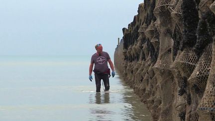 Normandie : les araignées de mer ravagent les parcs à moules