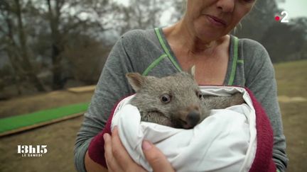 VIDEO. Australie. Une petite femelle wombat désormais orpheline a échappé aux flammes en restant dans son terrier