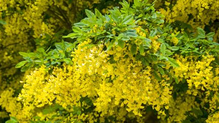 Savionnier ou en latin,&nbsp;Koelreuteria paniculata. L'arbre est très mellifère.&nbsp; (GETTY IMAGES)