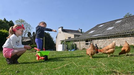 Après quelques pénuries d'oeufs, une ruée sur les poules pondeuses ! (NICOLAS CREACH / MAXPPP)