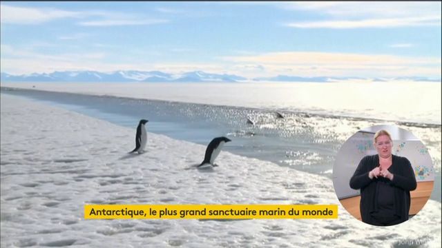 VIDEO. Le plus grand sanctuaire marin du monde créé en Antarctique