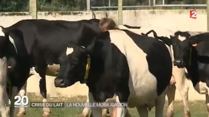 Crise du lait : nouvelle mobilisation dans l'ouest