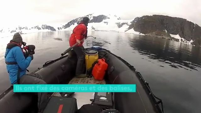 baleine_cameras_antarctique