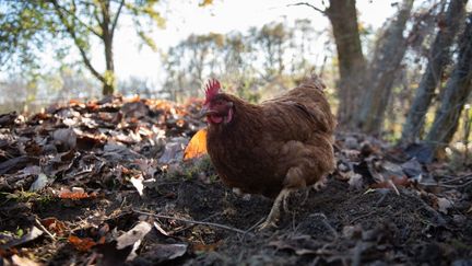 Des poules en Dordogne, le 27 novembre 2020.&nbsp; (ROMAIN LONGIERAS / HANS LUCAS / AFP)