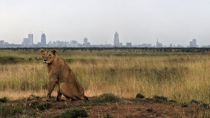 Un lion se repose dans le parc national de Nairobi avec en fond la skyline de la capitale kenyane.  (Tony Karumba / AFP )