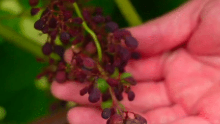 Agriculture : les vignobles bordelais frappés par le mildiou (FRANCE 3)