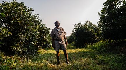 Phillip Mofokeng qui gère deux vergers de 83 hectares de fruits ajoute&nbsp;: "Certains viennent avec de grosses machettes." Mais avec la pandémie de Covid-19, pour compenser les pertes liées à la crise sanitaire, des propriétés ont été contraintes de réduire les coûts en taillant dans leur budget sécurité. Ces avocats arrachés avant d'être mûrs ne deviendront jamais "beaux et mous", ajoute M. Ernst, inquiet de voir les consommateurs finir par se détourner de ce mets.&nbsp; &nbsp; (GUILLEM SARTORIO / AFP)