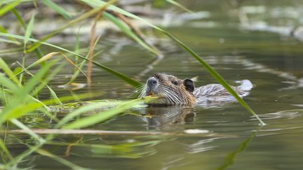 Santé : alerte à la maladie du rat pour les baigneurs