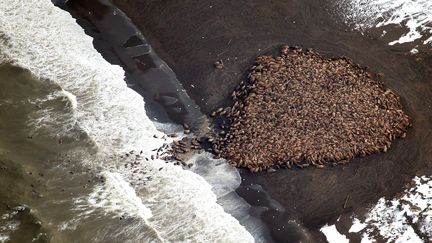 Envrion 35 000 morses se regroupent sur une plage &agrave; Point Lay, en Alaska (Etats-Unis), le 23 septembre 2014. (COREY ACCARDO / NOAA / AFP)