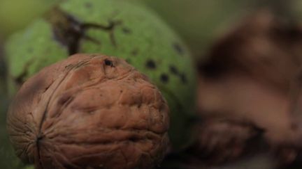 Périgord : la noix, une richesse locale très appréciée