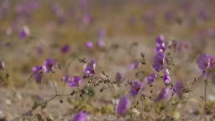 Amérique du Sud : le désert de l'Atacama, hôte de fleurs rares