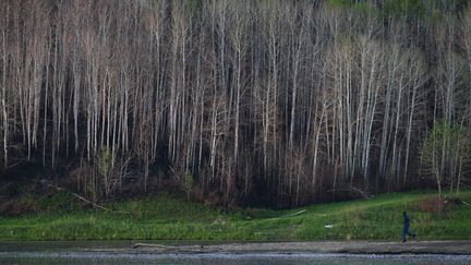 Une forêt au Canada, dans l'Etat d'Alberta, le 3 juin 2016. (COLE BURSTON / AFP)