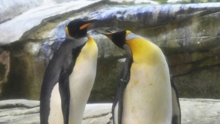 Skipper et Ping, un couple de manchots mâles du zoo de Berlin (Allemagne), le 15 août 2019.&nbsp; (TOBIAS SCHWARZ / AFP)