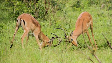 Le combat de deux antilopes dans le Parc national Kruger, en Afrique du Sud (photo prise le 12 décembre 2017). (ROSANNA U / IMAGE SOURCE)